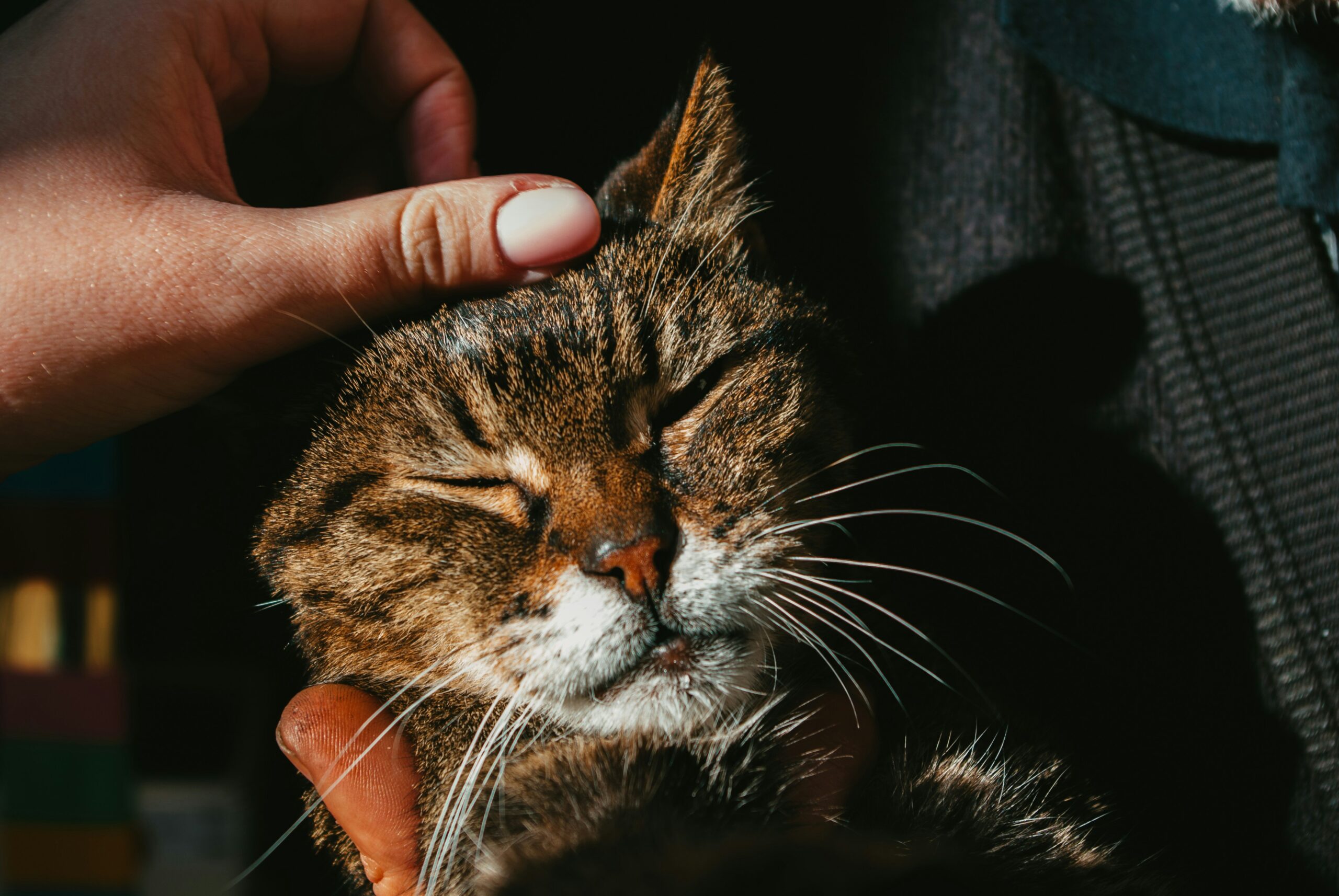 Daily Cat Care Routine for Beginners – My Simple Tips