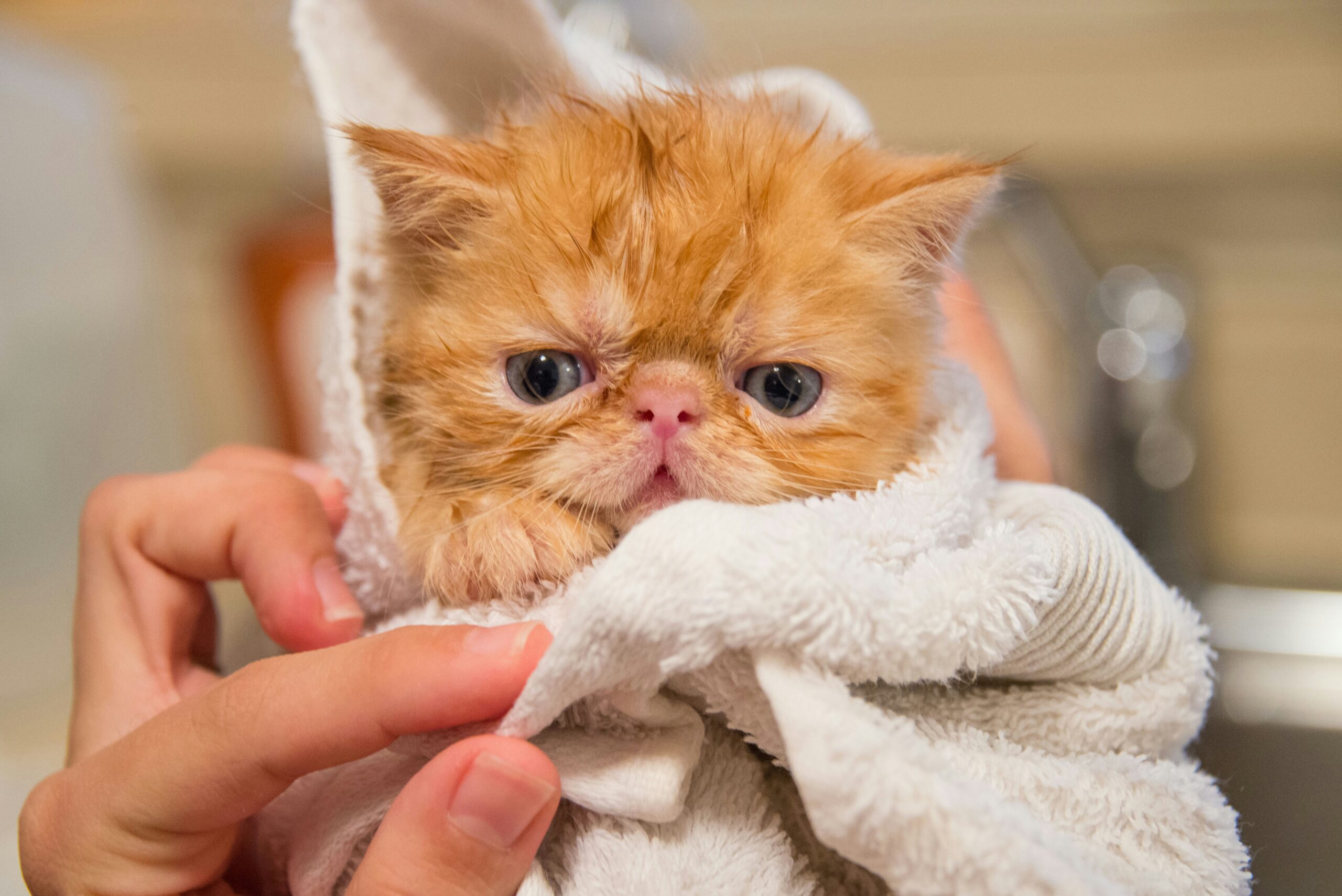 Calico cat wrapped in towel looking indignant after bath