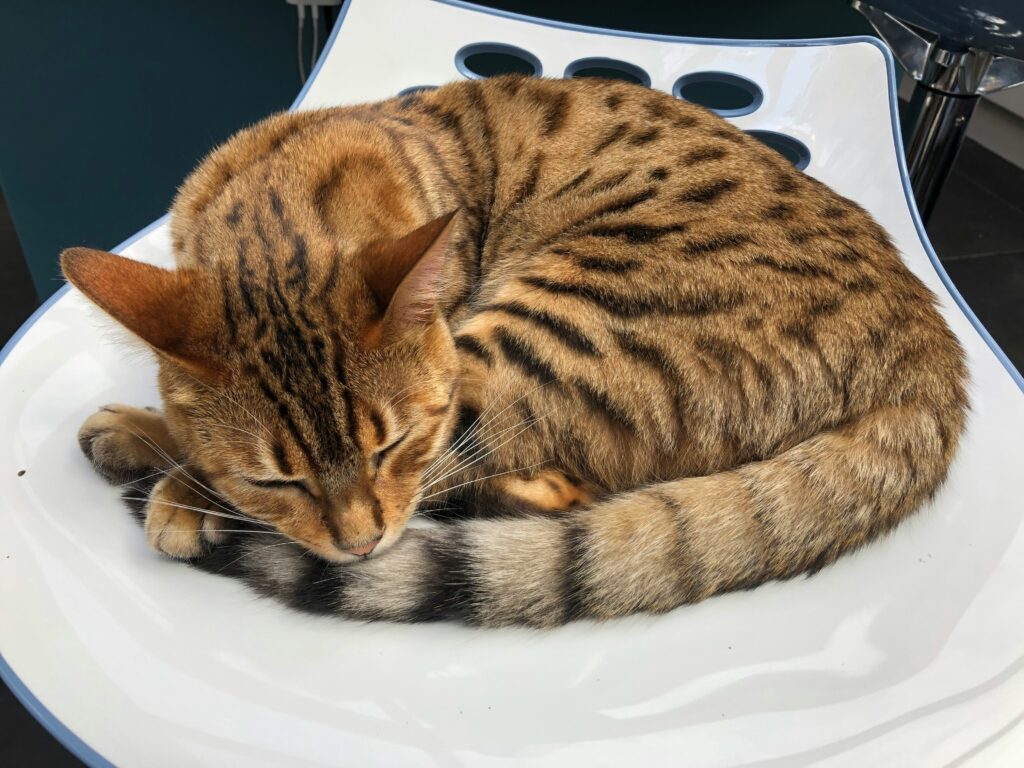 Final Thoughts on How to Take Care of a Cat