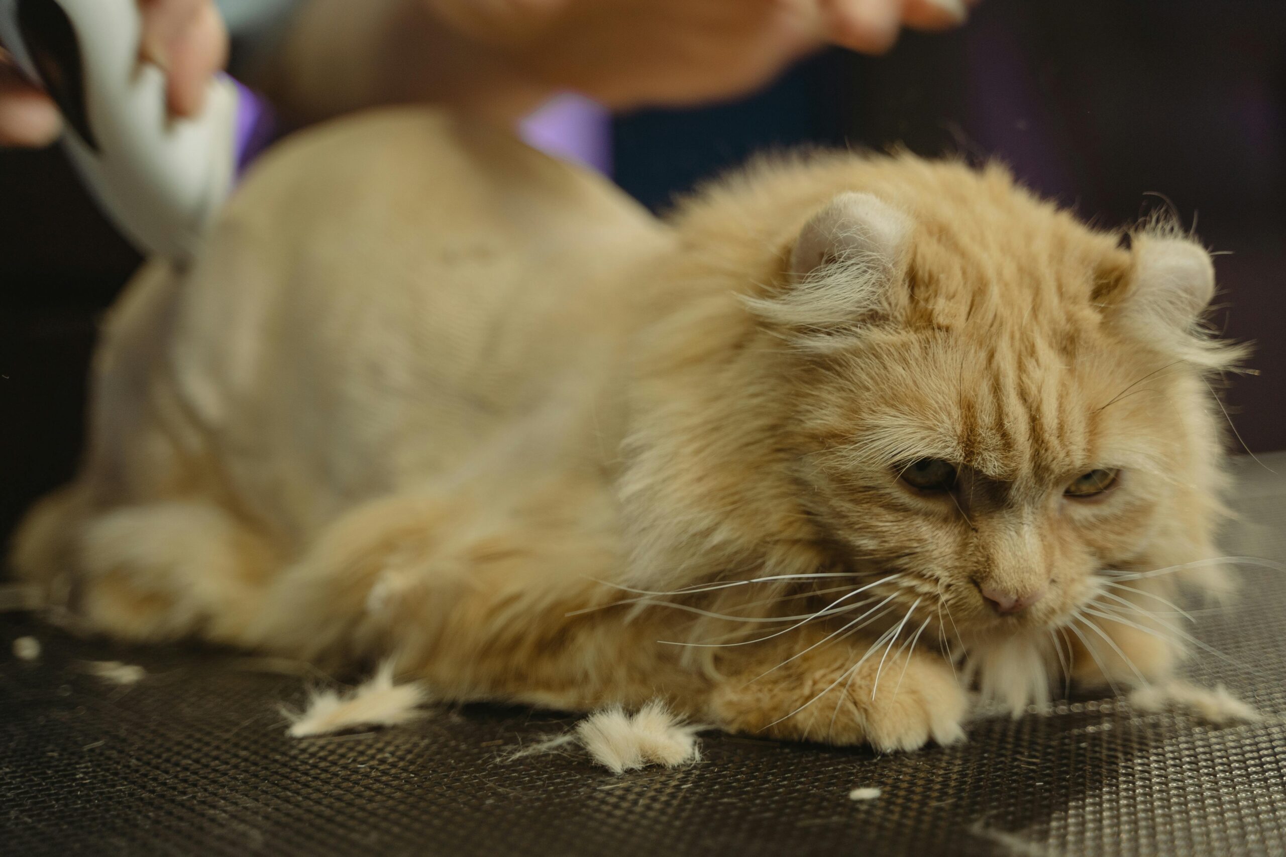 Loss in Cats Treatment