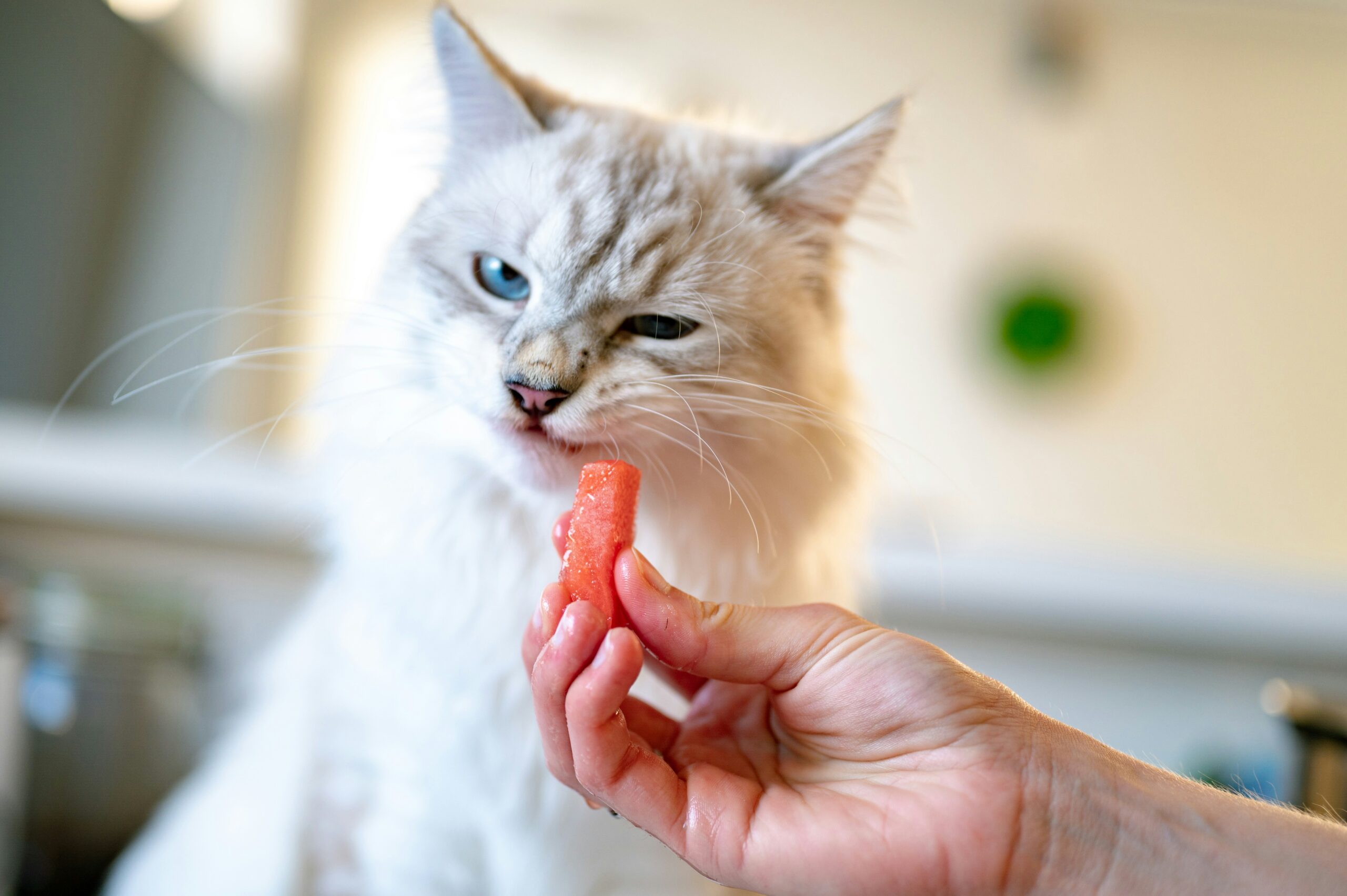 cat not eating