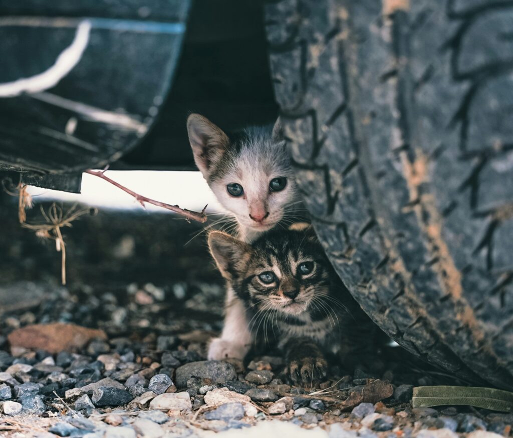 A small stray kitten sitting on a sidewalk looking scared and alone