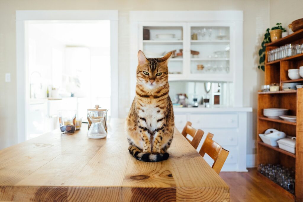Cat peeing on the floor next to the litter box, showing inappropriate urination behavior.