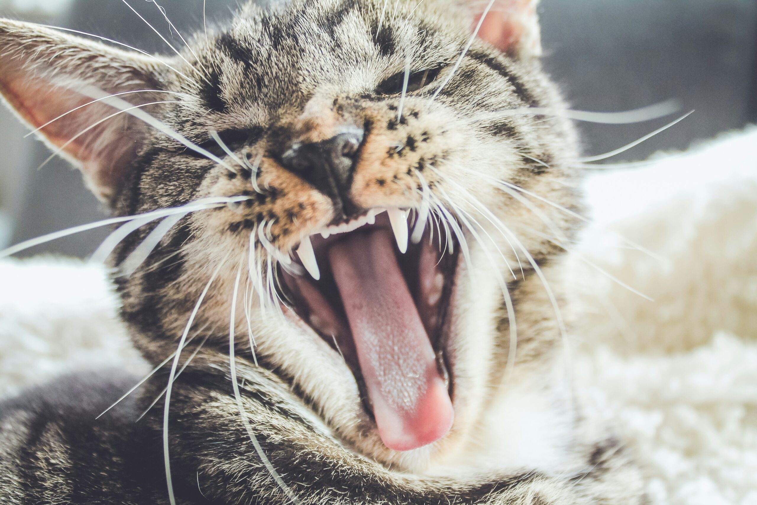 Cat bad breath causes and solutions you should know