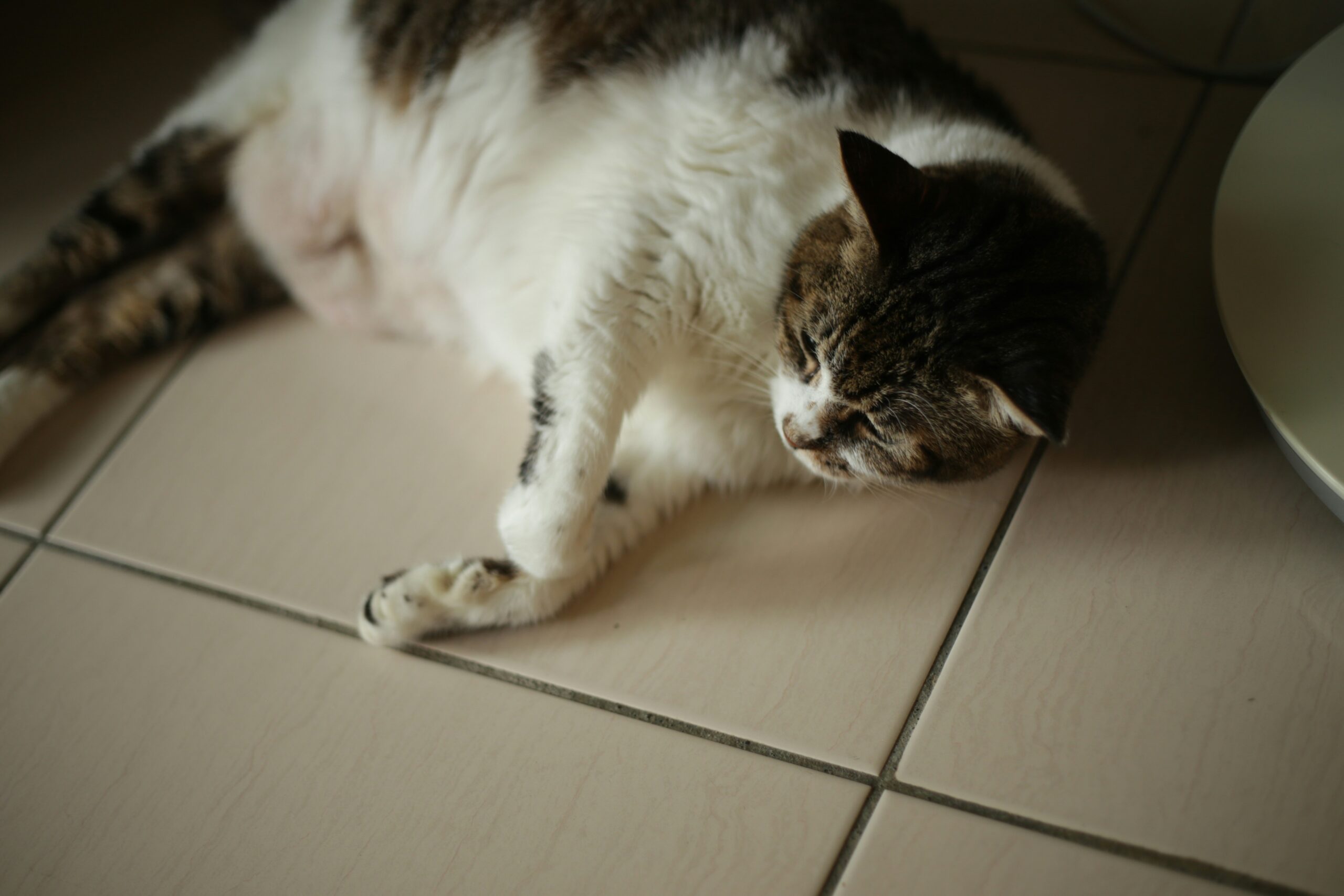 7 Week Pregnant Cat