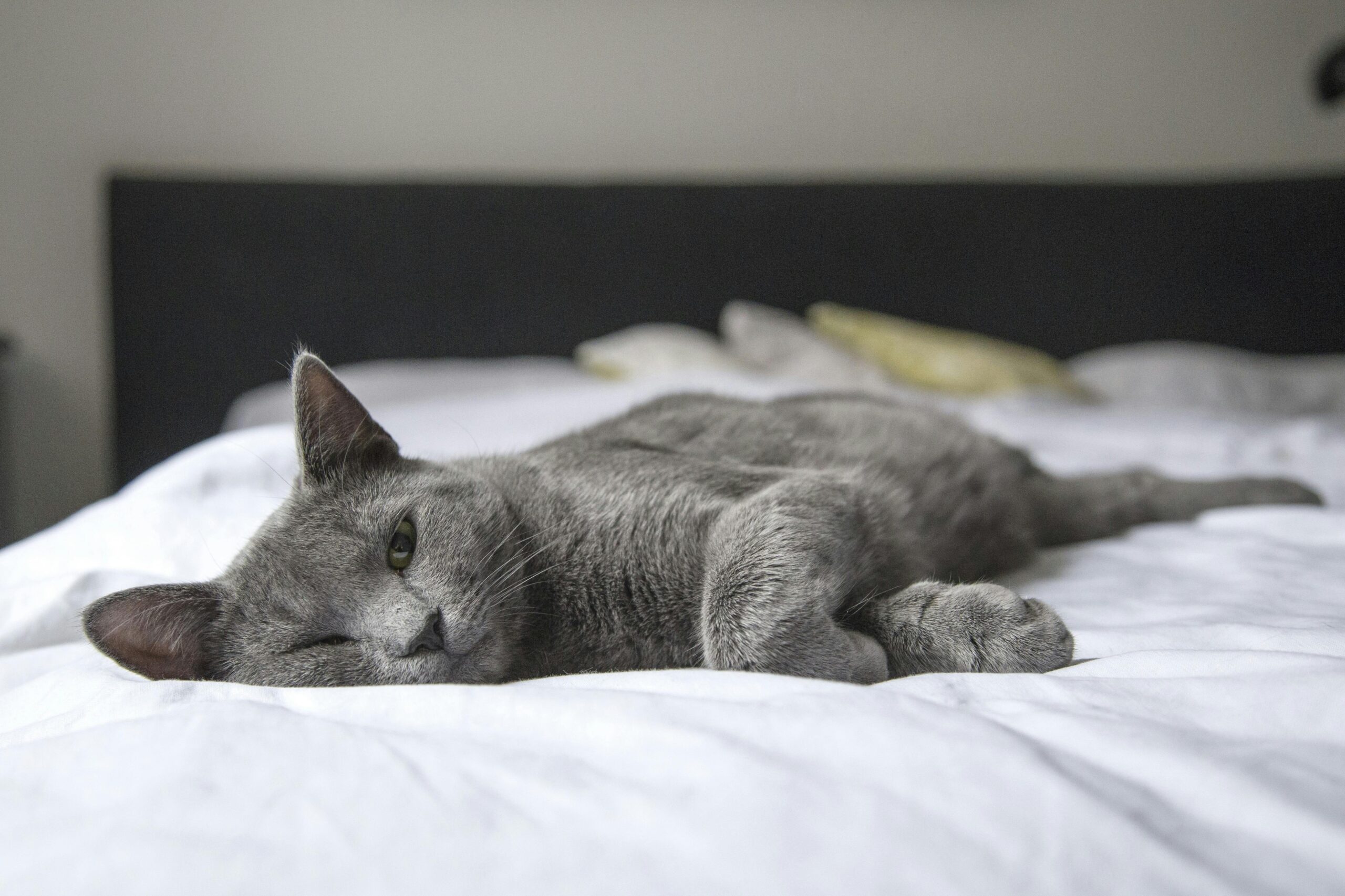 feline kidney disease stage