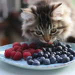 A curious cat sniffing blueberries, exploring safe treat options.