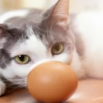 A cat happily enjoying a small bowl of fully cooked eggs.