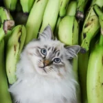 A cat curiously looking at a plate of sliced plantains, exploring safe snack options.