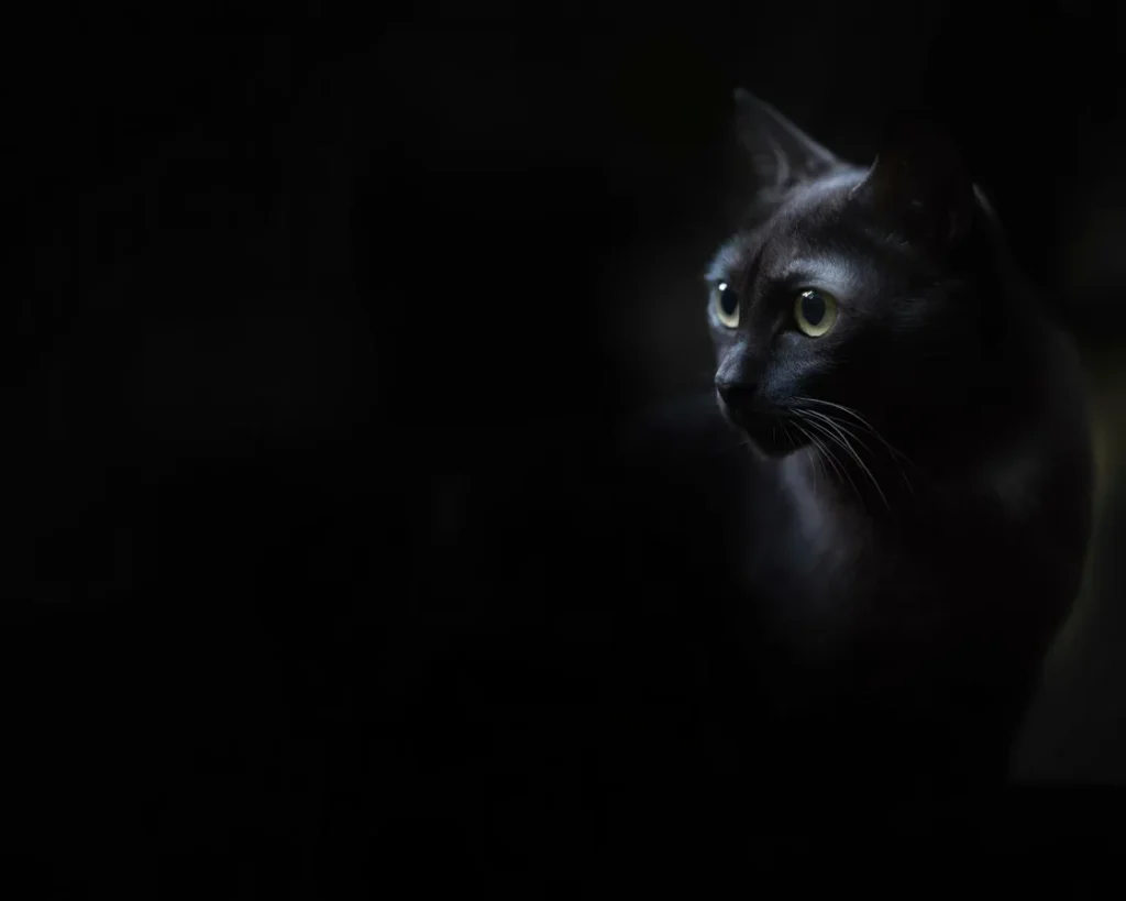 Image of a cat's eyes demonstrating night vision capabilities in low light.