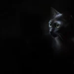 Image of a cat's eyes demonstrating night vision capabilities in low light.