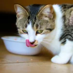 Diabetic cat eating wet food for better blood sugar management
