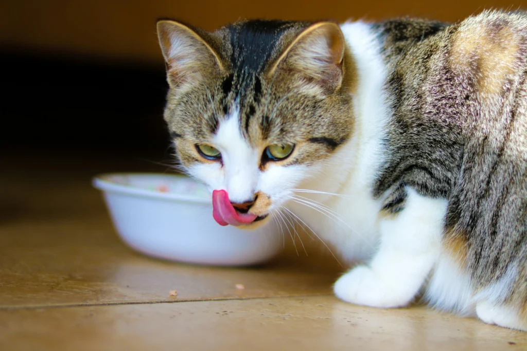 Diabetic cat eating wet food for better blood sugar management