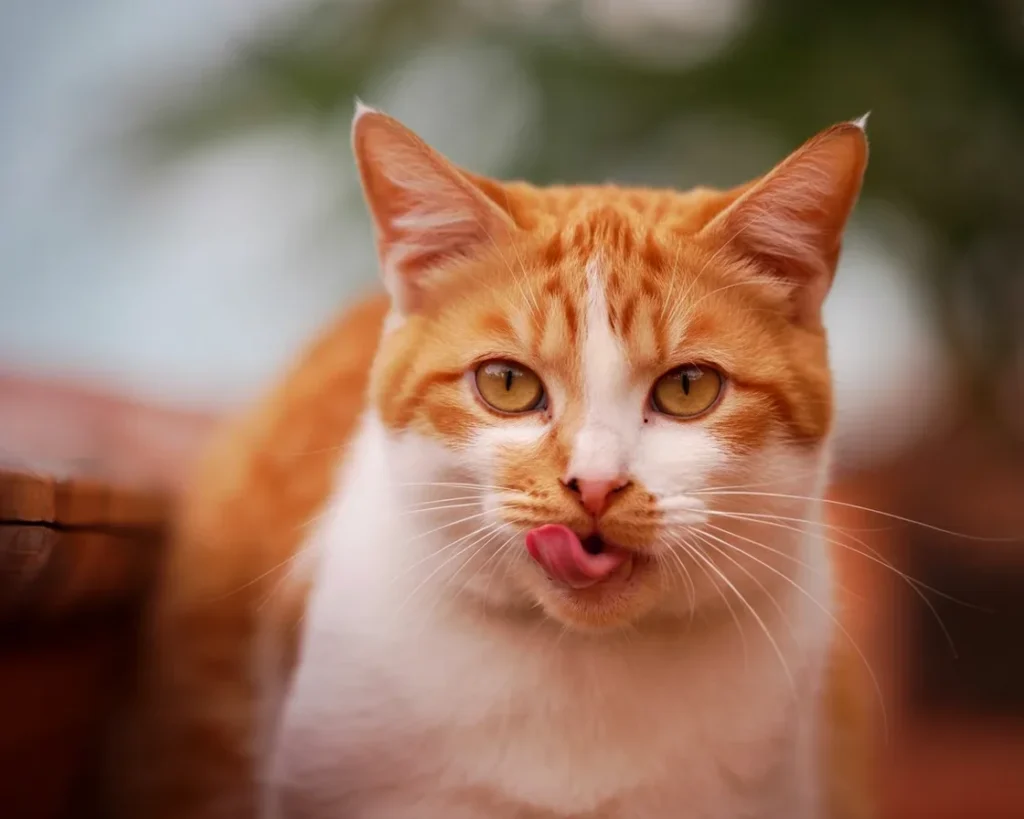 Cat showing signs of heavy breathing due to potential health issues