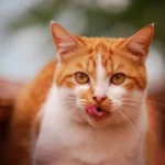 Cat showing signs of heavy breathing due to potential health issues