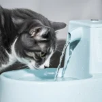 A cat looking for water, showing signs of dehydration after 24 hours without water.