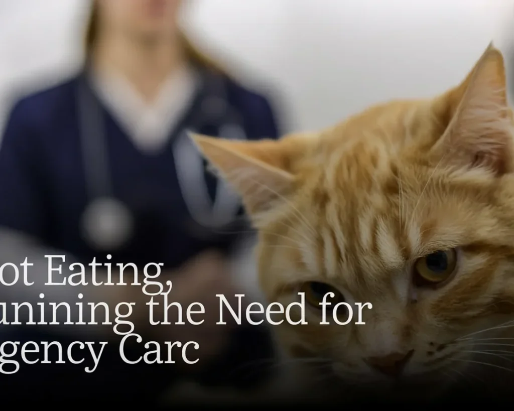 Cat contemplating food, exploring how long can cats go without food before it's dangerous.