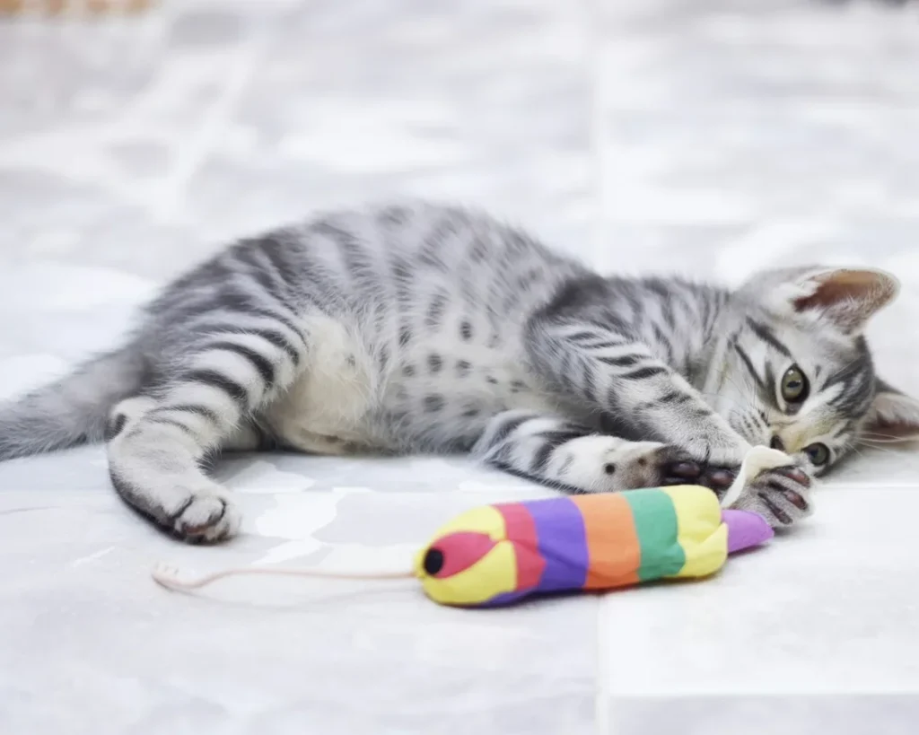 A vet examines a cat's firm abdomen to diagnose potential health issues.