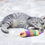 A vet examines a cat's firm abdomen to diagnose potential health issues.