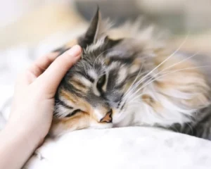 Kitten showing symptoms of parvovirus infection, crucial for pet owners to know.