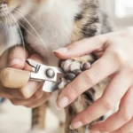 A veterinarian discusses the appropriate age for cat declawing and its effects.
