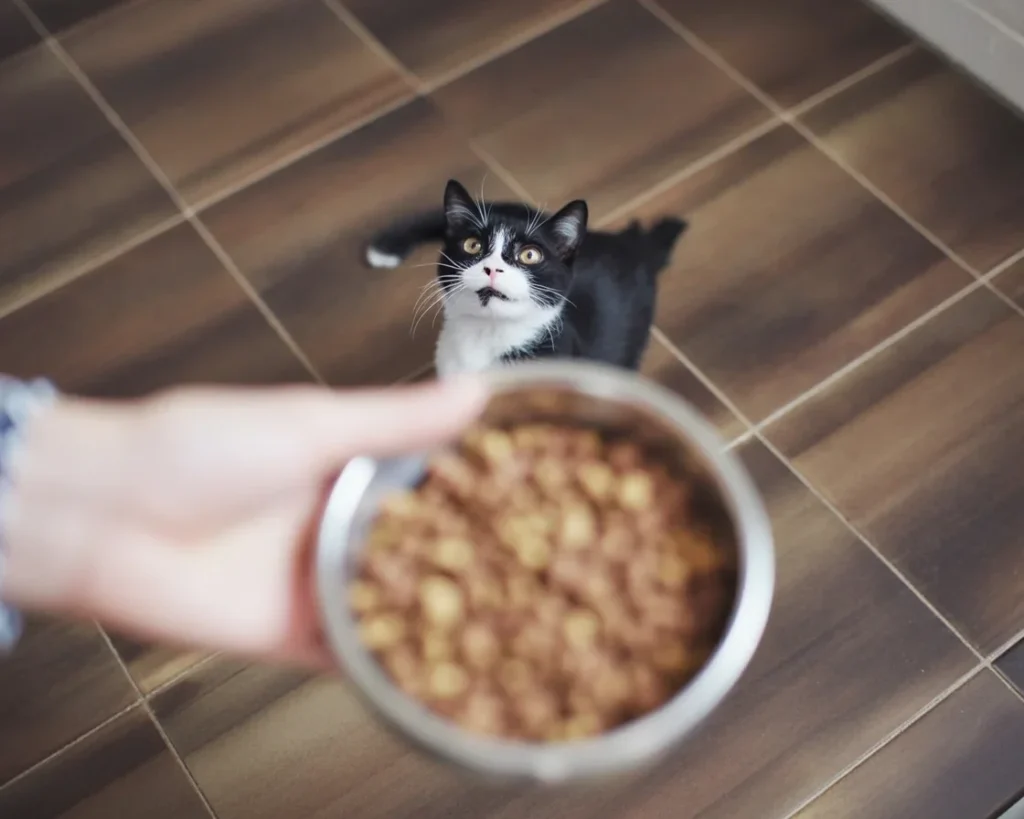 Grain-free cat food benefits including healthier coats and digestion in cats.