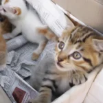 A mother cat with her kittens, discussing reasons for abandonment.