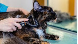 Brush - Skin Friendly